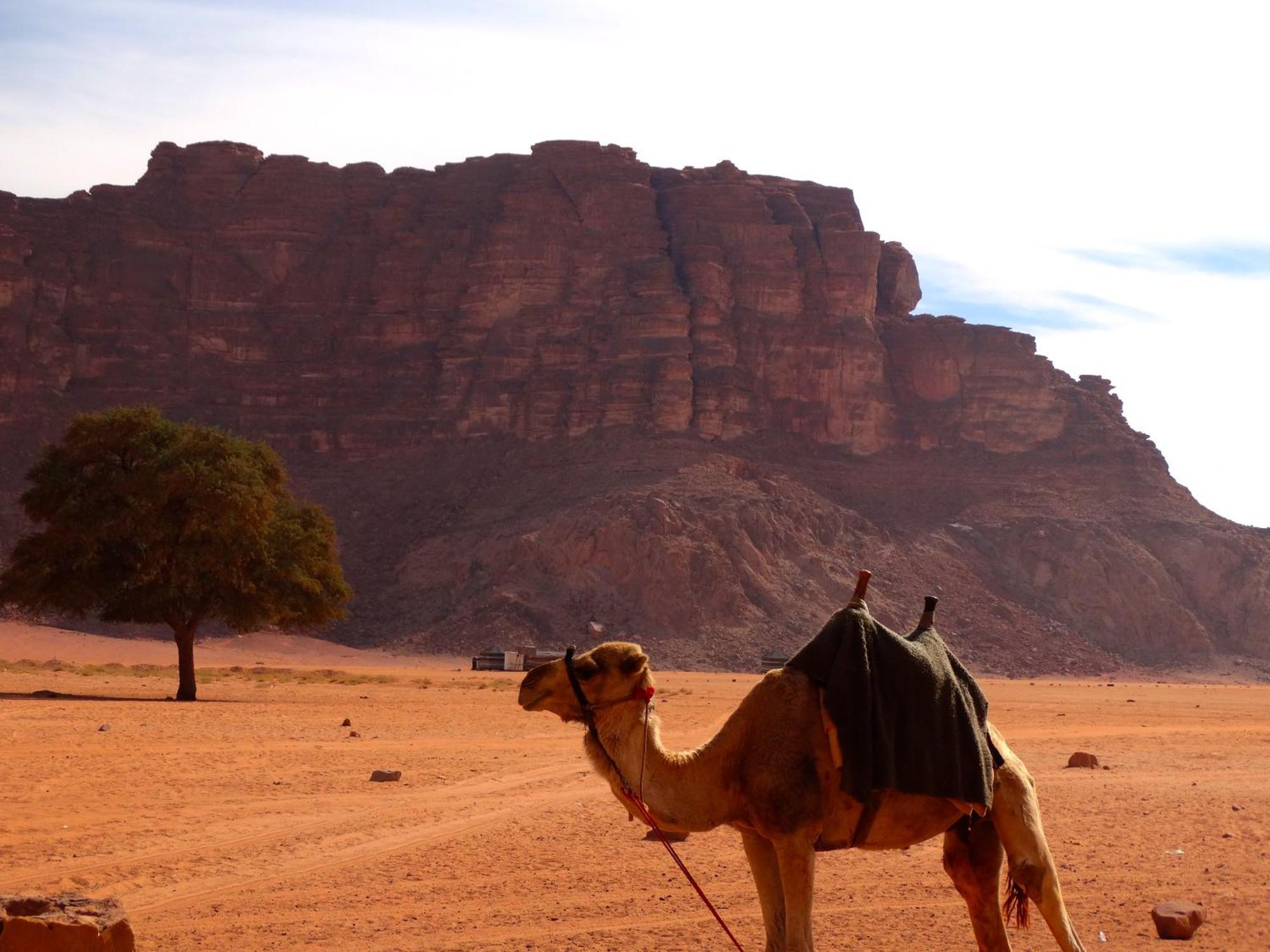 Wadi Rum View Camp Exterior photo